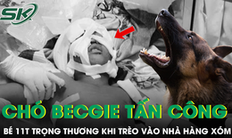 Bé 11 tuổi bị chó becgie tấn công trọng thương khi trèo vào nhà hàng xóm chơi