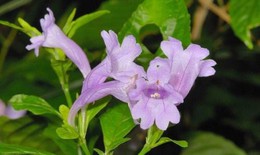 Lá chàm mèo có tác dụng gì với sức khỏe?