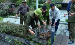 Hải Phòng: Thả hơn 3.200 cá thể chim, động vật quý hiếm về tự nhiên