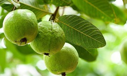 Ăn 1 quả ổi vào buổi sáng có tác dụng gì? 5 lý do bạn nên thử ngay