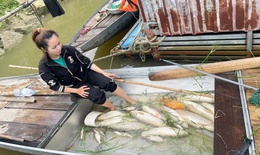 Hàng tấn cá nuôi lồng bè chết trắng trên sông Lam