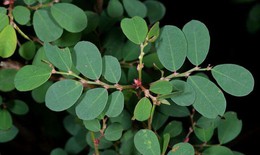 4 bài thuốc chữa bệnh từ lá cây phèn đen