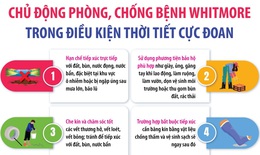 Chủ động phòng, chống bệnh Whitmore trong điều kiện thời tiết cực đoan