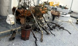 Xử lý 8 vụ, 8 đối tượng về hành vi khai thác, tàng trữ trái phép cây muội hồng