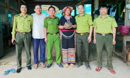 Phát hiện 'khách lạ' đi lạc vào vườn, người dân giao nộp tê tê quý hiếm