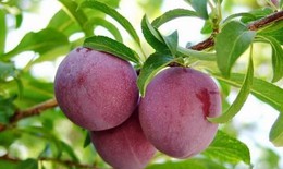 Một số bài thuốc từ cây mận
