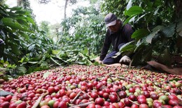 Giá cà phê tăng mạnh, tiến sát mốc 90.000 đồng/kg