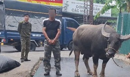 Bắt thanh niên dắt trộm 1 con trâu ba con nghé lên xe tải để trộm cắp