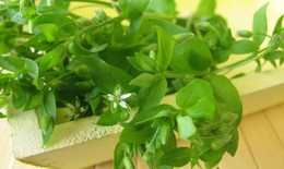 Tiềm năng làm đẹp từ rau xương cá