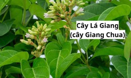 Món ăn - bài thuốc hỗ trợ chữa bệnh từ cây lá giang