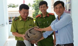 Phát hiện nhiều loài động vật quý hiếm, người dân liền mang về giao nộp cho chính quyền