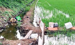 Dùng điện tự chế diệt chuột ruộng lúa, người chết, kẻ đi tù