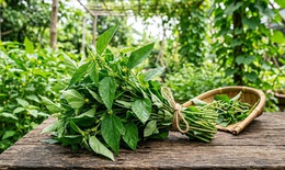 5 lợi ích của rau đay đối với sức khỏe