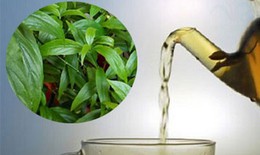 Cây xương khỉ: Cách sử dụng và lưu ý khi dùng