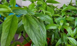 3 bài thuốc chữa bệnh từ cây xương khỉ