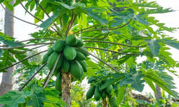 6 tác dụng đặc biệt của lá đu đủ