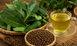 Mùa hè nên uống nước lá vối hay nụ vối tốt hơn?