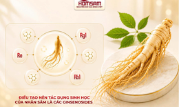 Homsam, nhân sâm đăng ký dạng thuốc