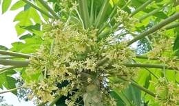 Hoa đu đủ đực: Công dụng chữa bệnh và cách dùng