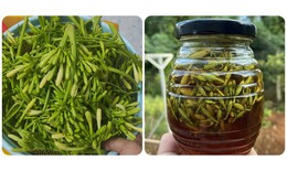 4 tác dụng của hoa đu đủ đực ngâm mật ong