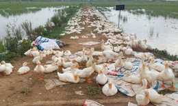 Nghệ An khẩn trương dập dịch H5N1, tiêu hủy 17.000 con gia cầm