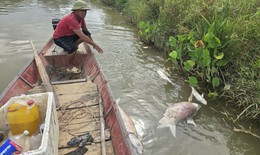 Cá chết trắng lồng trên sông Lam
