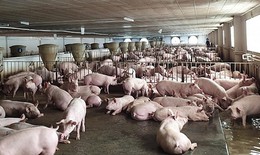 TPHCM đặt mục tiêu chủ động kiểm soát dịch bệnh động vật giai đoạn 2026-2030
