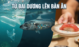 Rác thải nhựa và hạt vi nhựa đang thâm nhập vào cơ thể con người như thế nào?