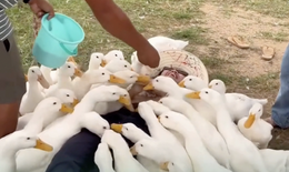 Khách Tây cười không khép được miệng với màn ‘massage vịt’ độc lạ ở Hội An, trải nghiệm có 1-0-2 khiến dân mạng Việt cũng muốn thử