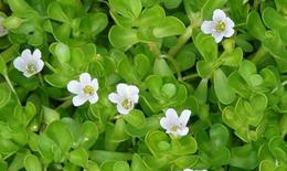 Rau đắng biển có thể hỗ trợ cải thiện trí nhớ và chức năng nhận thức