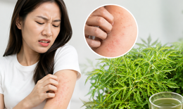4 sai lầm khi dùng lá đinh lăng có thể gây hại cho sức khỏe