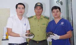 Cứu sống 2 chú rùa quý hiếm, người dân tự nguyện giao kiểm lâm thả về rừng