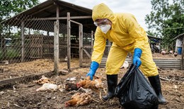 Mắt đỏ có thể là dấu hiệu đầu tiên mắc H5N1 sau khi tiếp xúc gia cầm nhiễm bệnh