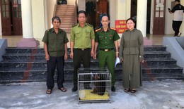 Người dân Hải Phòng giao nộp nhiều động vật quý hiếm