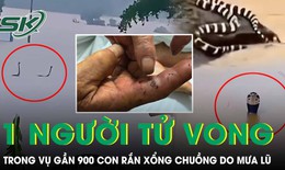 Vụ 900 con rắn tràn vào khu dân cư tại Trung Quốc: Một người phụ nữ bị cắn tử vong