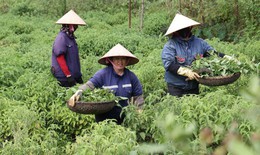 Làng cổ Sinh Dược: Giữ nghề thuốc Nam, phát triển OCOP bền vững
