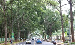 Ở nơi 'rừng trong phố', ra khỏi nhà gặp cây xanh