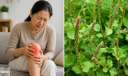 Cách dùng cỏ xước chữa đau nhức xương khớp