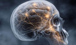 Phát hiện cơ quan mới ẩn trong hộp sọ có khả năng phòng ngừa ung thư não