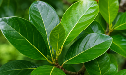 Lá mít có tác dụng gì?