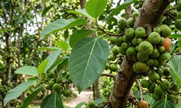 Lá sung nấu nước uống có tác dụng gì?