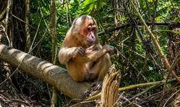 Chuyện lạ giữa rừng Pù Mát: Khỉ mặt đỏ đi theo đoàn kiểm lâm