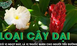 Cây dại ven suối có vị ngọt mát, là vị thuốc quen thuộc cho người tiểu đường 