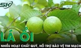 Loại lá quen thuộc trong vườn nhà chứa nhiều hoạt chất quý, hỗ trợ bảo vệ tim mạch