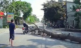 Cưa cây gây hậu quả chết người: Ai phải chịu trách nhiệm? 