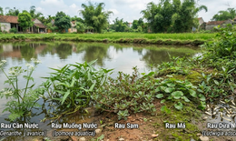 5 loại rau dân dã mọc ở bờ ao, bờ ruộng hỗ trợ kiểm soát huyết áp
