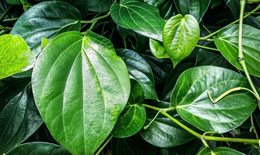 Lá trầu không có tác dụng gì?