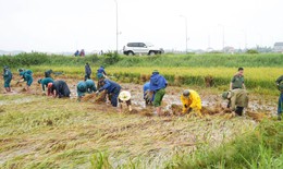 Gần 50 ha lúa ngã đổ, lực lượng chức năng xuống đồng giúp dân