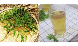 Ai không nên uống nước lá đinh lăng?