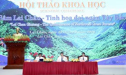 Phát triển Sâm Lai Châu: Bàn giải pháp từ nguồn giống đến sản phẩm